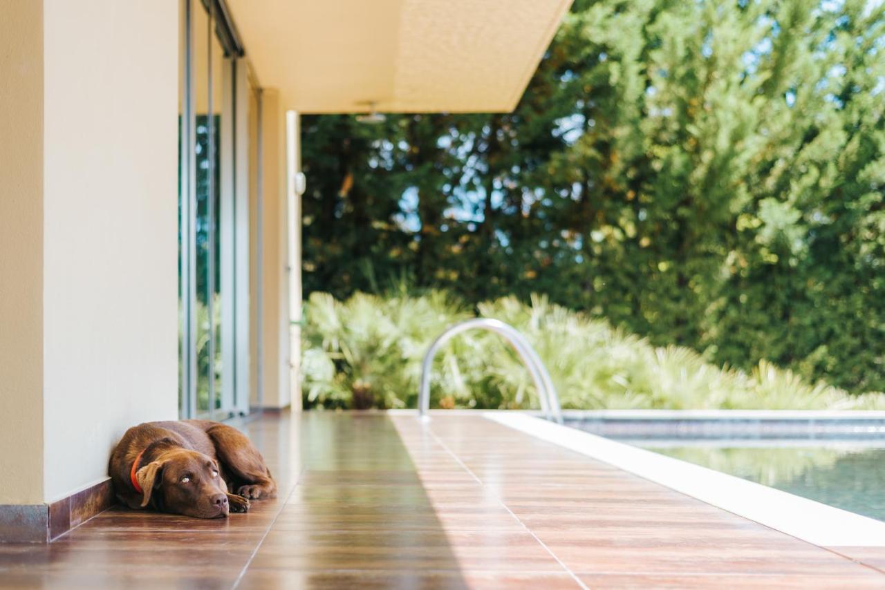 Ap Lago Montargil - Conference & Spa Extérieur photo The photo shows a brown dog lying on a tiled patio beside a swimming pool. The patio is partially shaded by a modern building, and there are green trees visible in the background, indicating a pleasant outdoor setting. The dog appears relaxed and is 